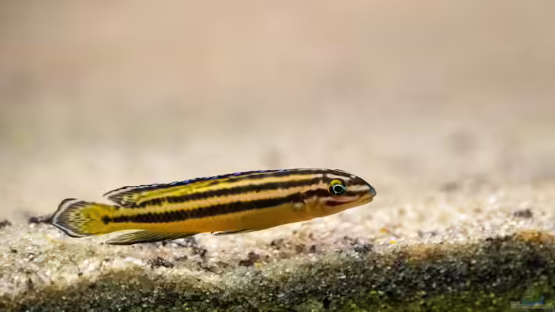 Besatz im Aquarium Projekt Tanganjika 2500 (aufgelöst) von SylAn (20)