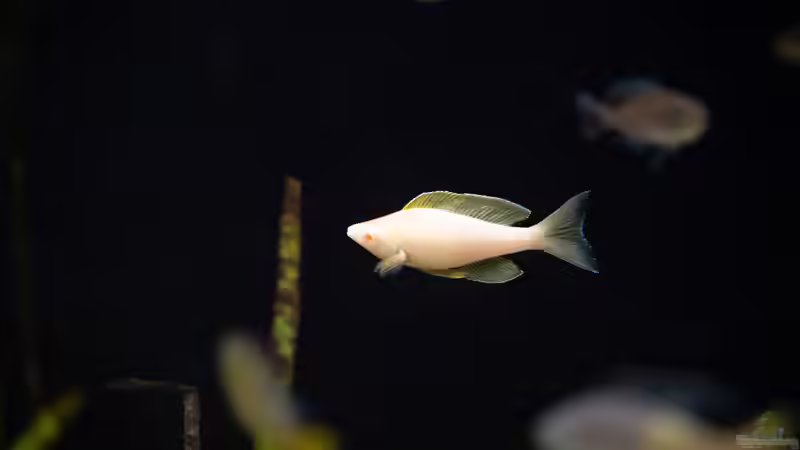 Besatz im Aquarium Projekt Tanganjika 2500 (aufgelöst) von SylAn (21)