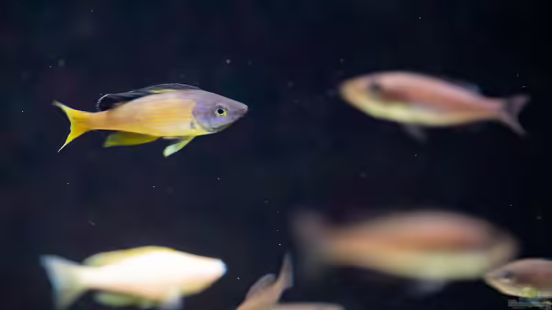 Besatz im Aquarium Projekt Tanganjika 2500 (aufgelöst) von SylAn (22)