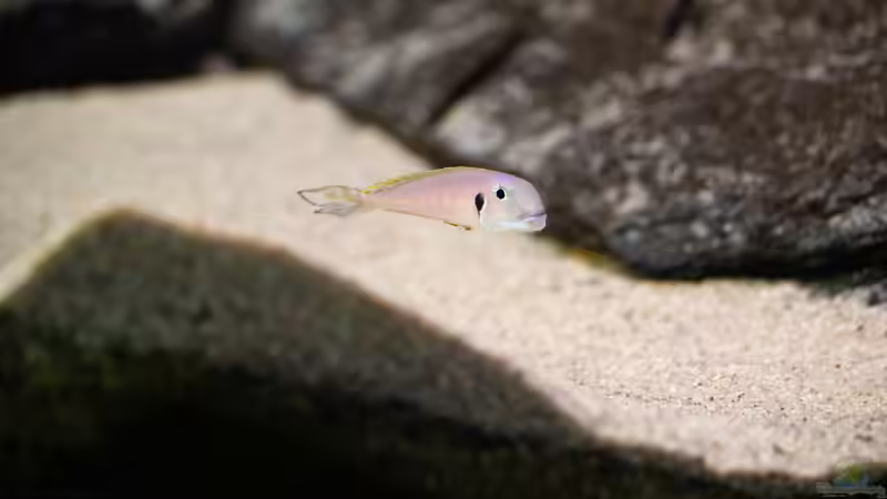 Besatz im Aquarium Projekt Tanganjika 2500 (aufgelöst) von SylAn (25)