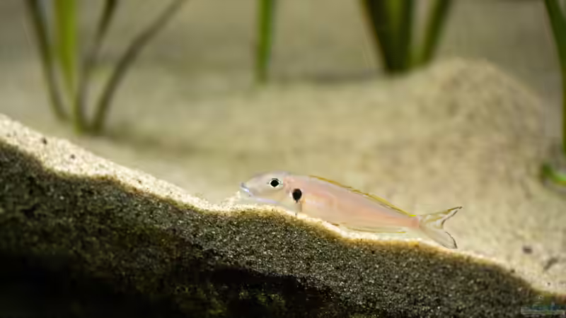 Besatz im Aquarium Projekt Tanganjika 2500 (aufgelöst) von SylAn (26)