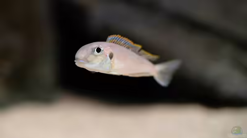 Besatz im Aquarium Projekt Tanganjika 2500 (aufgelöst) von SylAn (27)