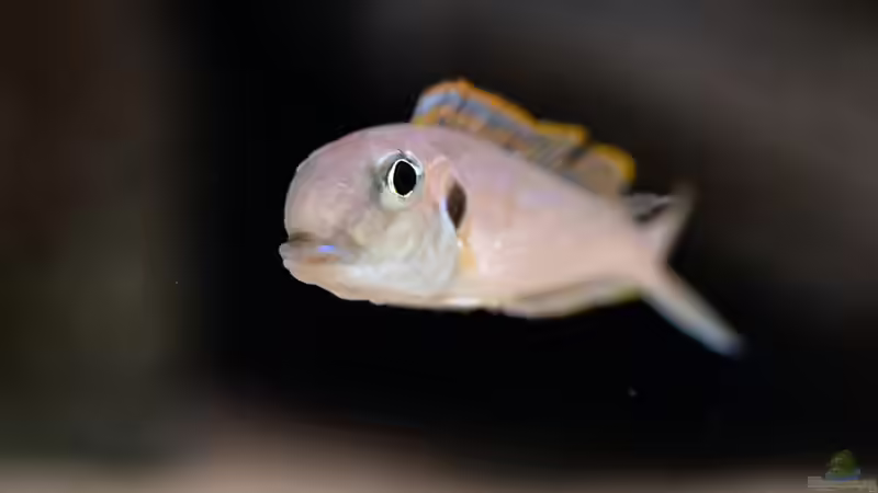 Besatz im Aquarium Projekt Tanganjika 2500 (aufgelöst) von SylAn (28)