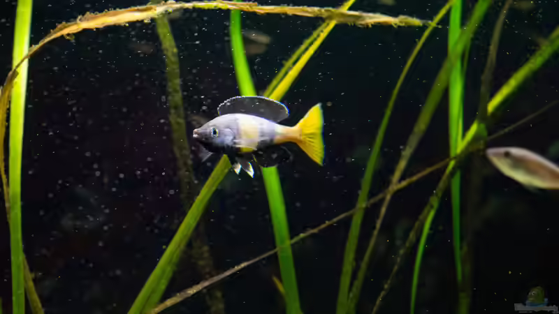 Besatz im Aquarium Projekt Tanganjika 2500 (aufgelöst) von SylAn (29)