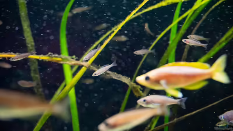 Besatz im Aquarium Projekt Tanganjika 2500 (aufgelöst) von SylAn (30)