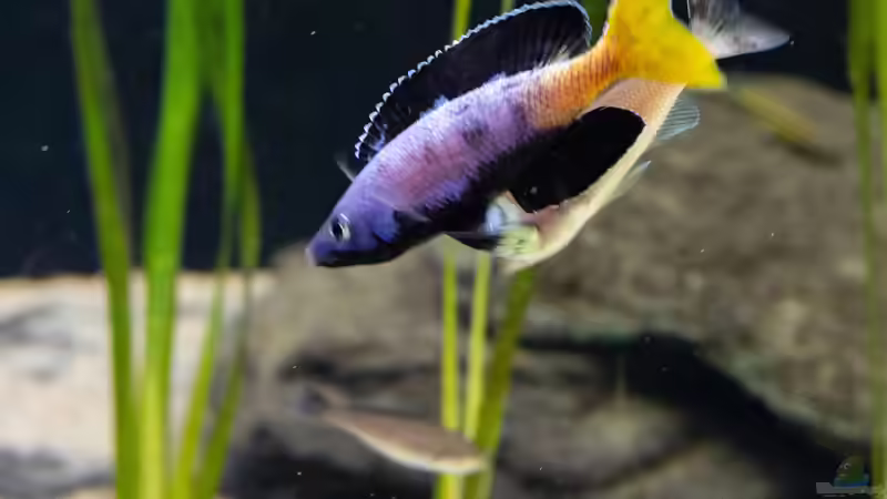 Besatz im Aquarium Projekt Tanganjika 2500 (aufgelöst) von SylAn (31)