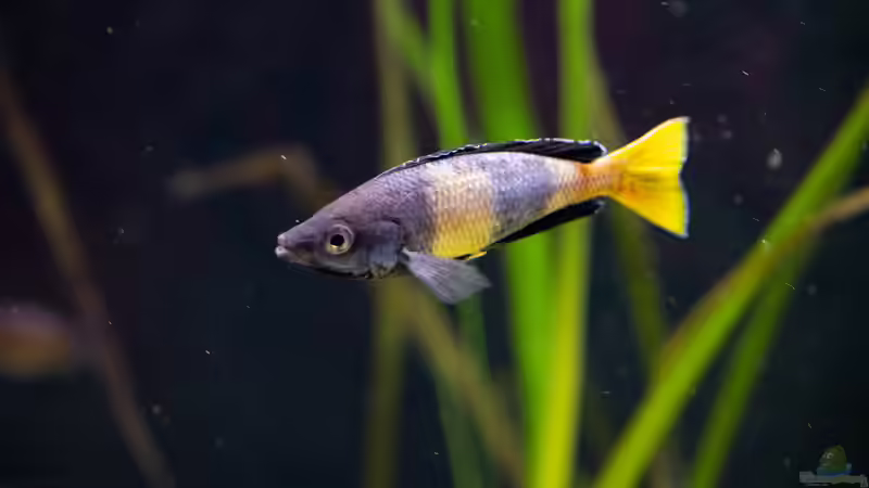 Besatz im Aquarium Projekt Tanganjika 2500 (aufgelöst) von SylAn (32)