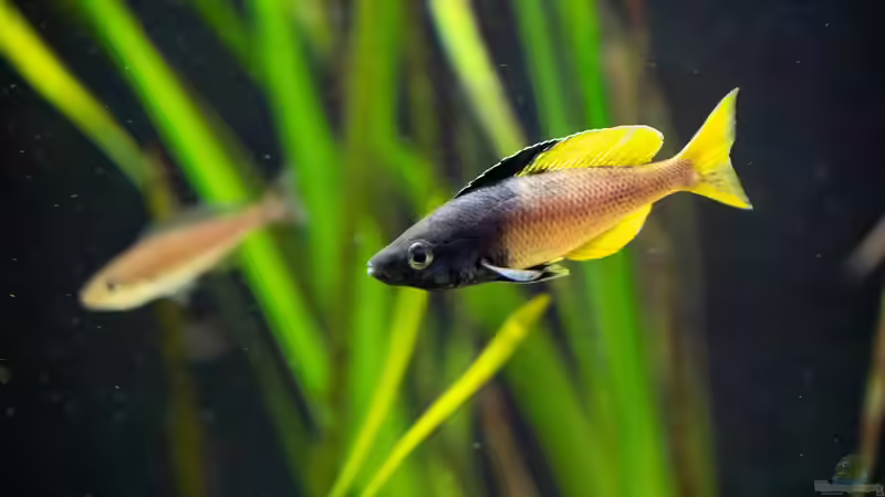 Besatz im Aquarium Projekt Tanganjika 2500 (aufgelöst) von SylAn (33)