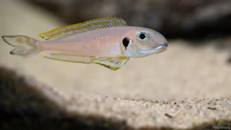 Besatz im Aquarium Projekt Tanganjika 2500 (aufgelöst) von SylAn (35)