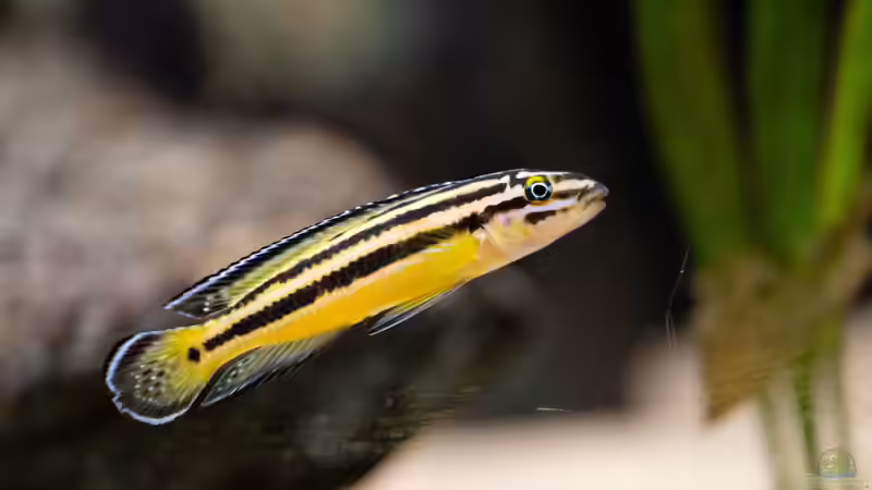 Besatz im Aquarium Projekt Tanganjika 2500 (aufgelöst) von SylAn (36)