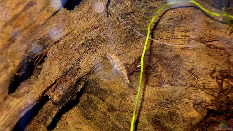 Besatz im Aquarium Pulchers Paradiseaufgelöst von Koehler (38)