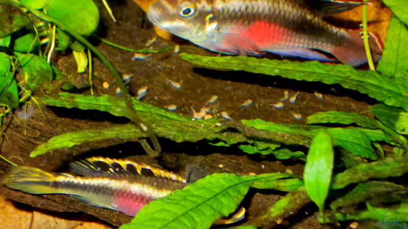 Besatz im Aquarium Pulchers Paradiseaufgelöst von Koehler (40)