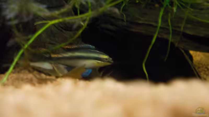 Besatz im Aquarium Pulchers Paradiseaufgelöst von Koehler (43)