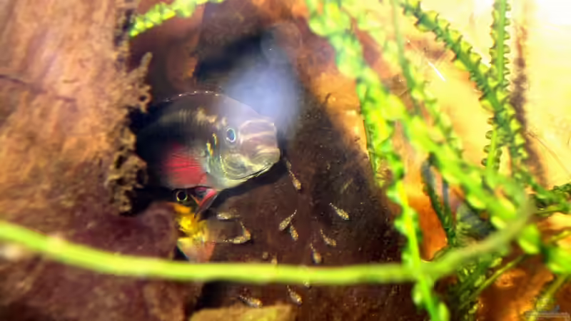 Besatz im Aquarium Pulchers Paradiseaufgelöst von Koehler (45)