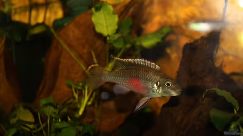 Besatz im Aquarium Pulchers Paradiseaufgelöst von Koehler (47)