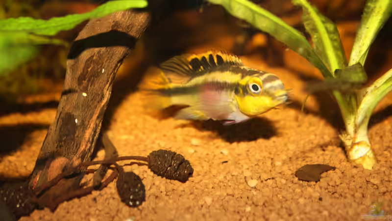 Besatz im Aquarium Pulchers Paradiseaufgelöst von Koehler (48)