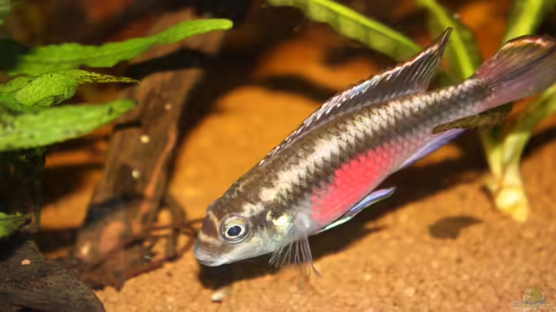 Besatz im Aquarium Pulchers Paradiseaufgelöst von Koehler (49)