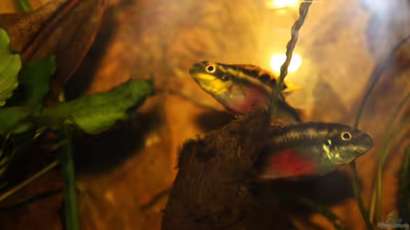 Besatz im Aquarium Pulchers Paradiseaufgelöst von Koehler (50)