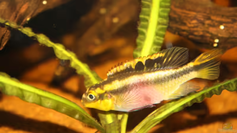 Besatz im Aquarium Pulchers Paradiseaufgelöst von Koehler (51)