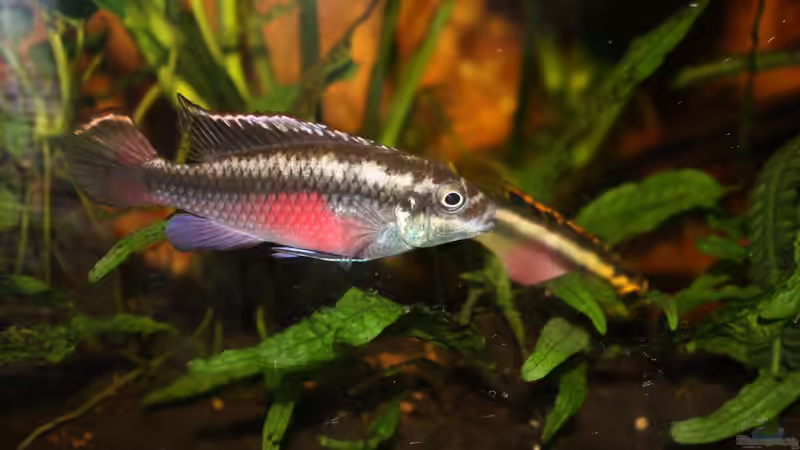 Besatz im Aquarium Pulchers Paradiseaufgelöst von Koehler (52)