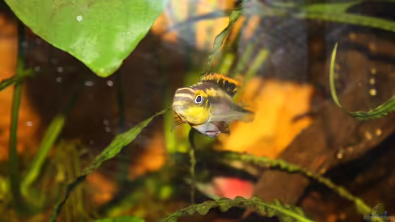 Besatz im Aquarium Pulchers Paradiseaufgelöst von Koehler (53)