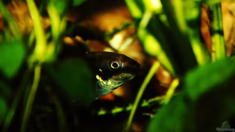 Besatz im Aquarium Pulchers Paradiseaufgelöst von Koehler (54)