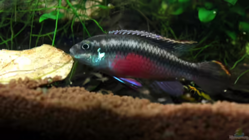 Besatz im Aquarium Pulchers Paradiseaufgelöst von Koehler (56)