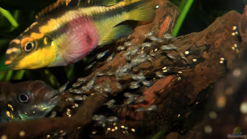 Besatz im Aquarium Pulchers Paradiseaufgelöst von Koehler (58)