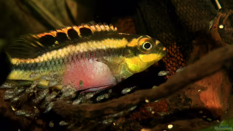 Besatz im Aquarium Pulchers Paradiseaufgelöst von Koehler (59)