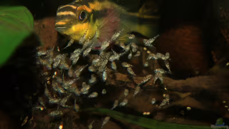 Besatz im Aquarium Pulchers Paradiseaufgelöst von Koehler (60)