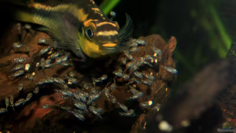 Besatz im Aquarium Pulchers Paradiseaufgelöst von Koehler (62)