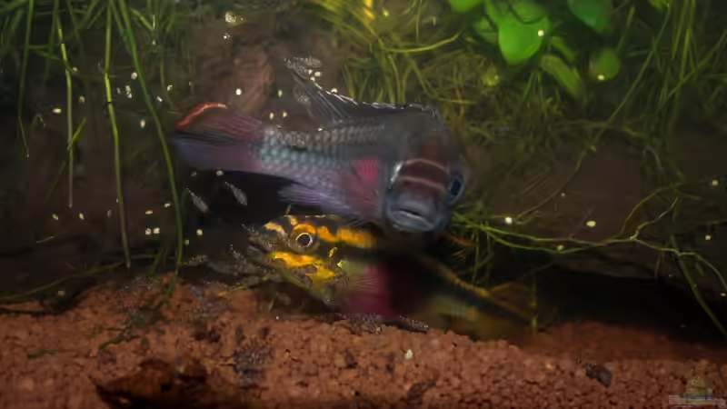 Besatz im Aquarium Pulchers Paradiseaufgelöst von Koehler (63)