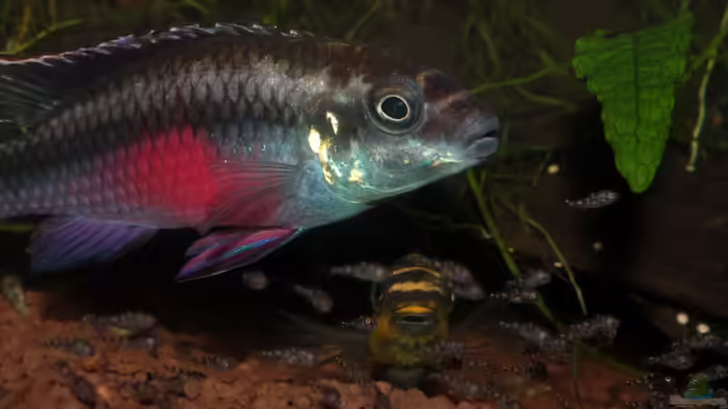 Besatz im Aquarium Pulchers Paradiseaufgelöst von Koehler (65)