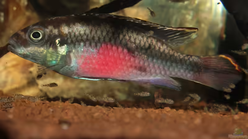 Besatz im Aquarium Pulchers Paradiseaufgelöst von Koehler (67)