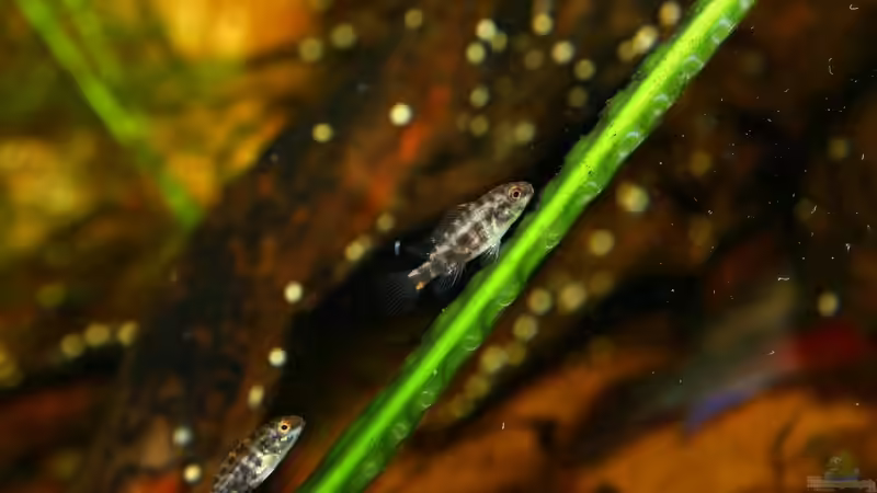 Besatz im Aquarium Pulchers Paradiseaufgelöst von Koehler (71)