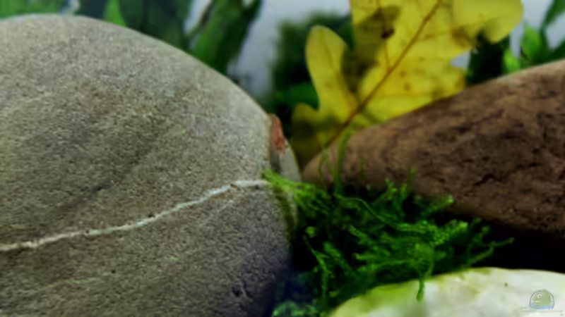 Besatz im Aquarium pure nature von die Perle... (18)