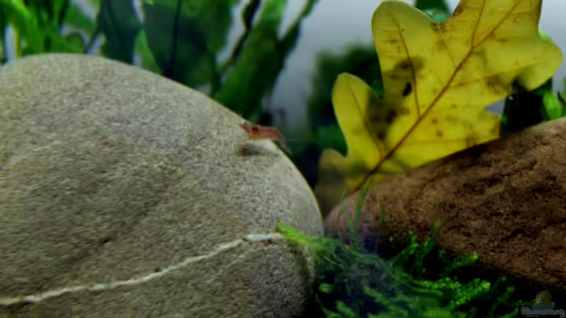 Besatz im Aquarium pure nature von die Perle... (19)