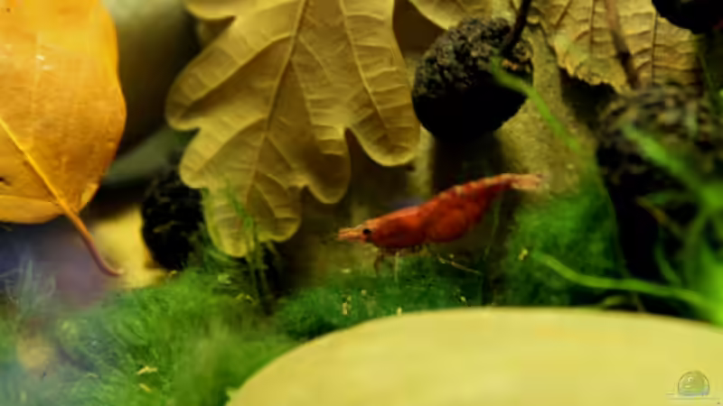 Besatz im Aquarium pure nature von die Perle... (20)