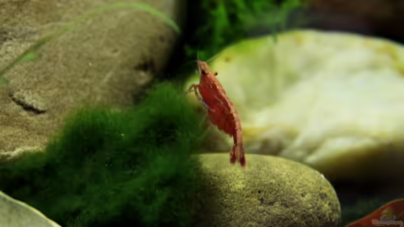 Besatz im Aquarium pure nature von die Perle... (22)