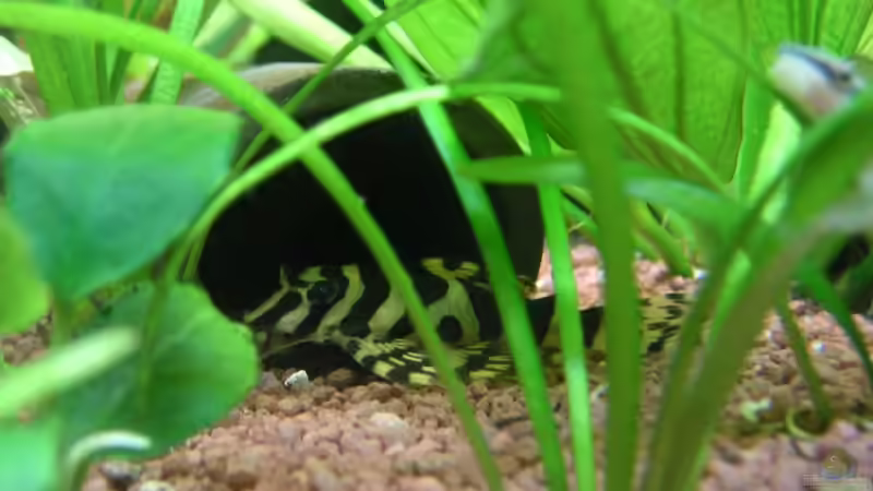 Besatz im Aquarium Python`s Cave von Apistofan (37)