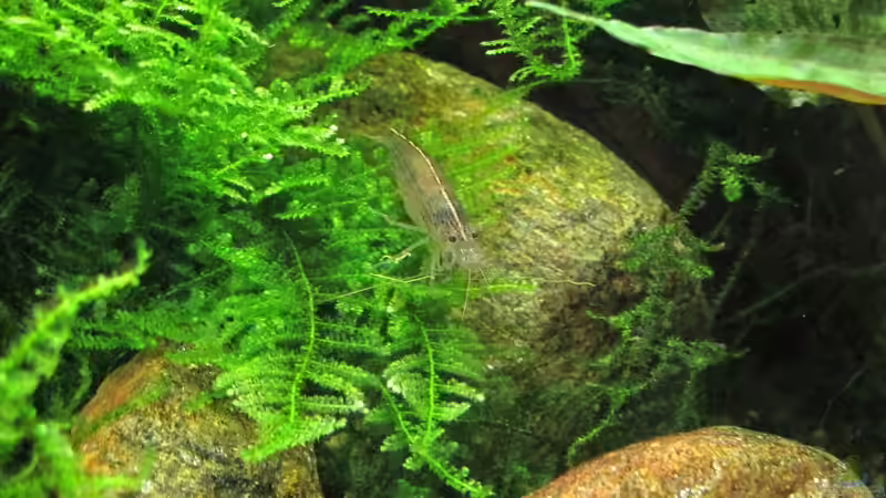 Besatz im Aquarium Quellen Batmund (AUFGELÖST) von Sarah (29)