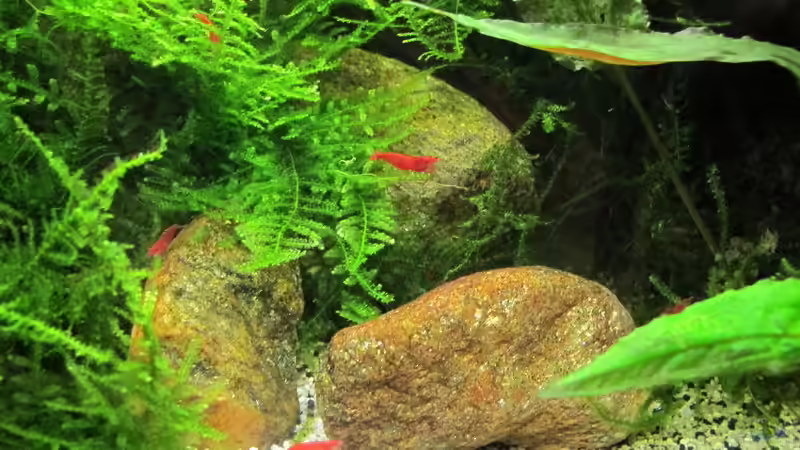 Besatz im Aquarium Quellen Batmund (AUFGELÖST) von Sarah (30)