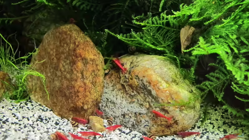 Besatz im Aquarium Quellen Batmund (AUFGELÖST) von Sarah (31) (32)