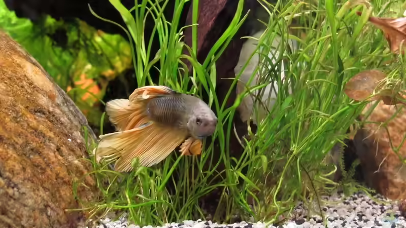 Besatz im Aquarium Quellen Batmund (AUFGELÖST) von Sarah (43)