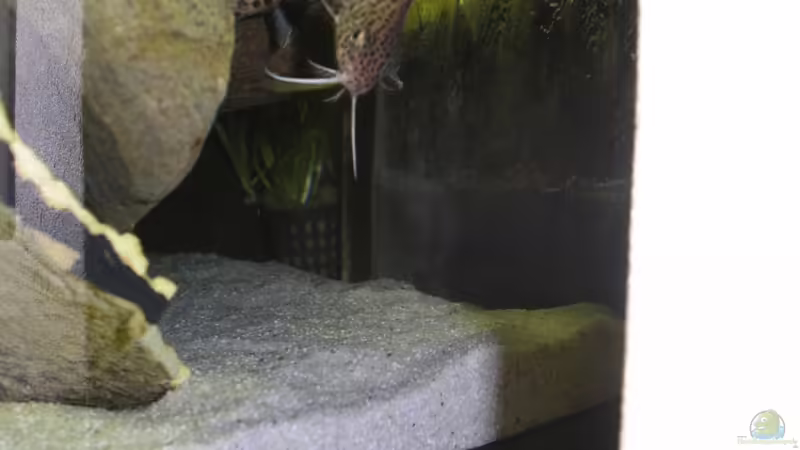 Besatz im Aquarium Räuber aus dem Werder.... ähmm Malawisee von Wesermalawi (41)