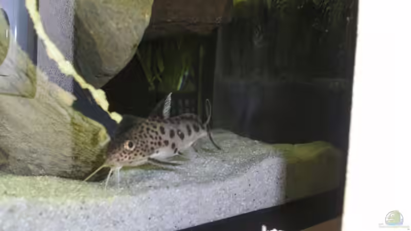 Besatz im Aquarium Räuber aus dem Werder.... ähmm Malawisee von Wesermalawi (42)