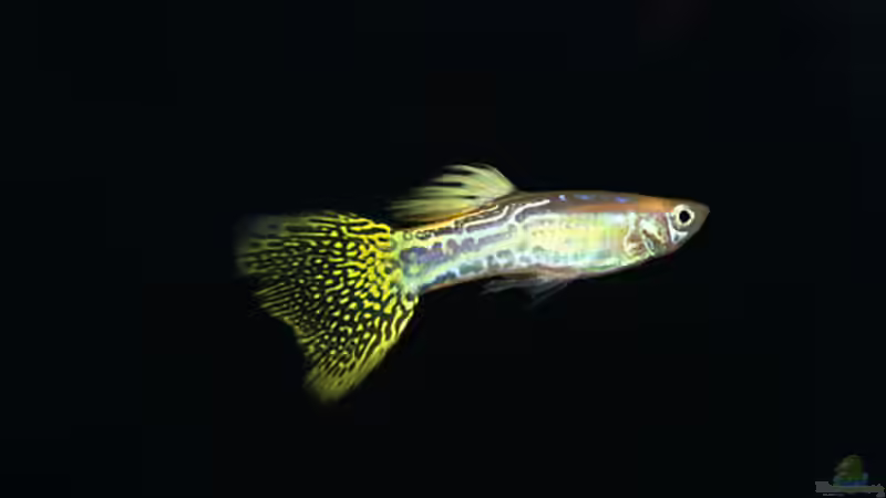 Besatz im Aquarium Rainbow Cobra von vanHouten (5)