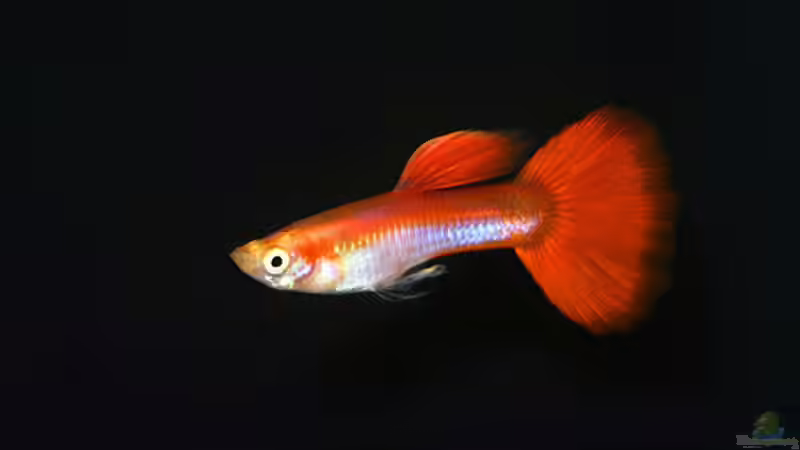 Besatz im Aquarium Rainbow Cobra von vanHouten (6)