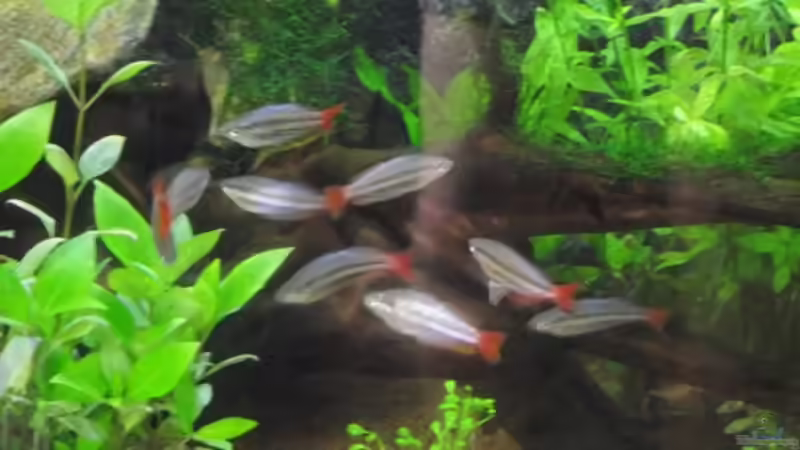 Besatz im Aquarium Rainbowland (aufgelöst) von Dr. Manhattan (30)