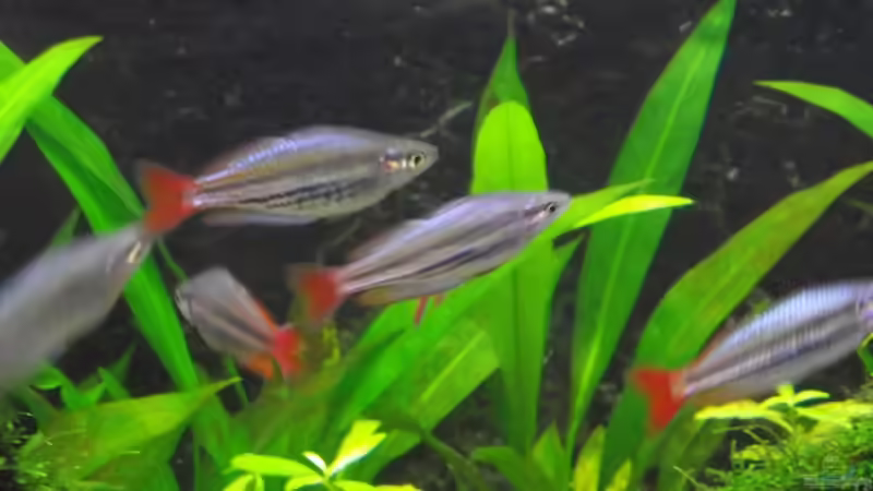 Besatz im Aquarium Rainbowland (aufgelöst) von Dr. Manhattan (32)